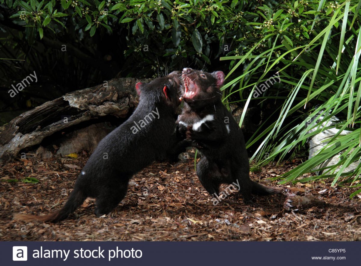 Тасманийский сумчатый дьявол лапы