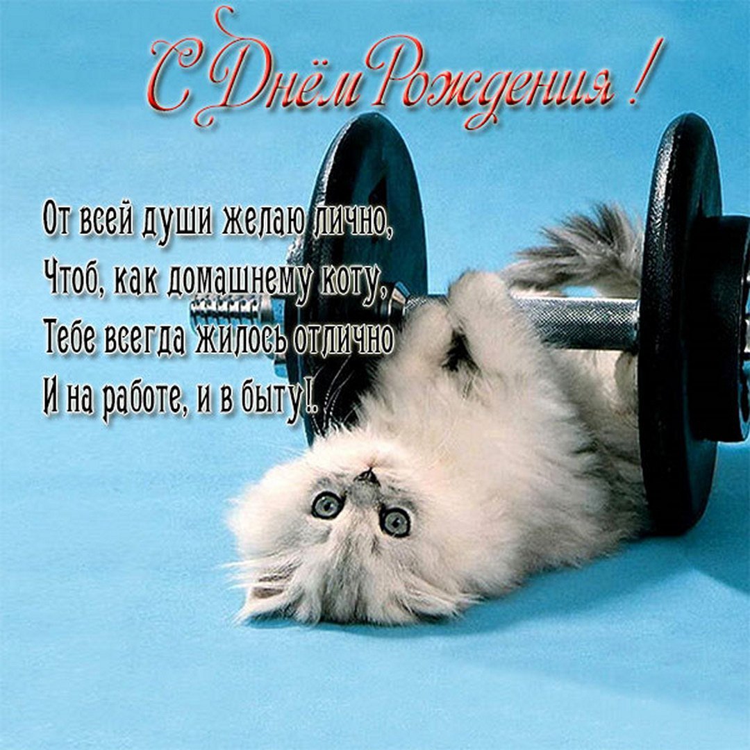 Поздравления с днём рождения с кошками