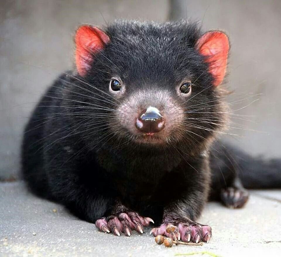 Тасманский карбыш