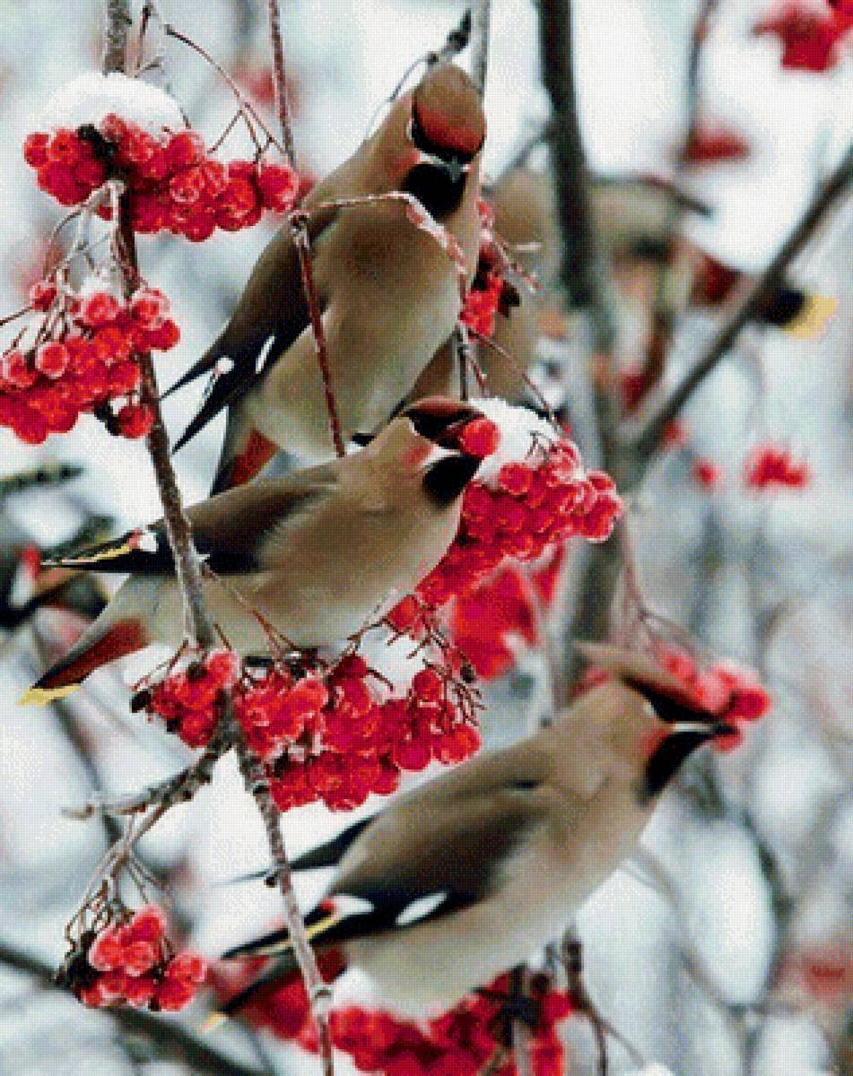 Зимние птички свиристель