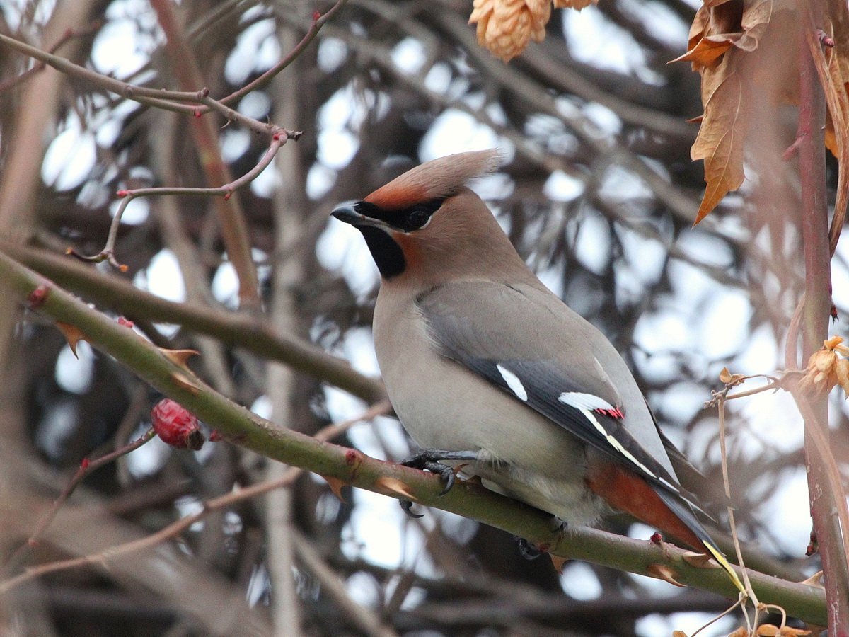 Дрозд свиристель Крымский