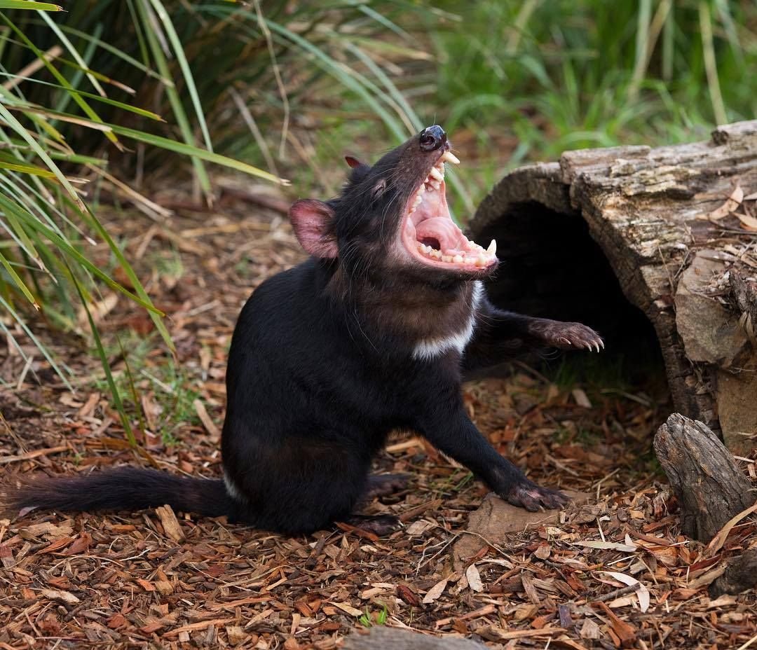 Тасманийский сумчатый дьявол