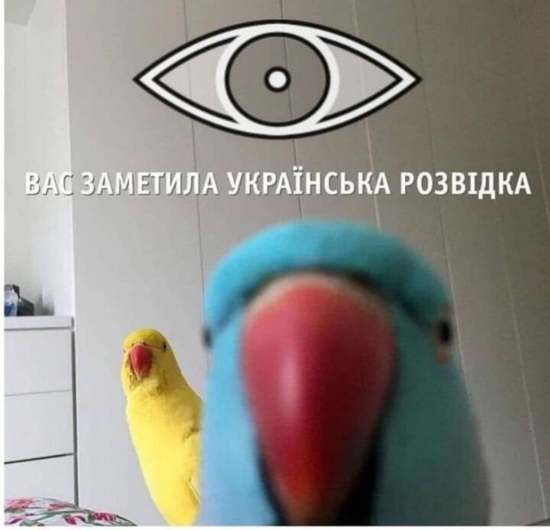 Лениво заметила. Вас заметила украинская разведка Мем. Мемы с попугаями. Украинская разведка мемы. Попугай Мем.