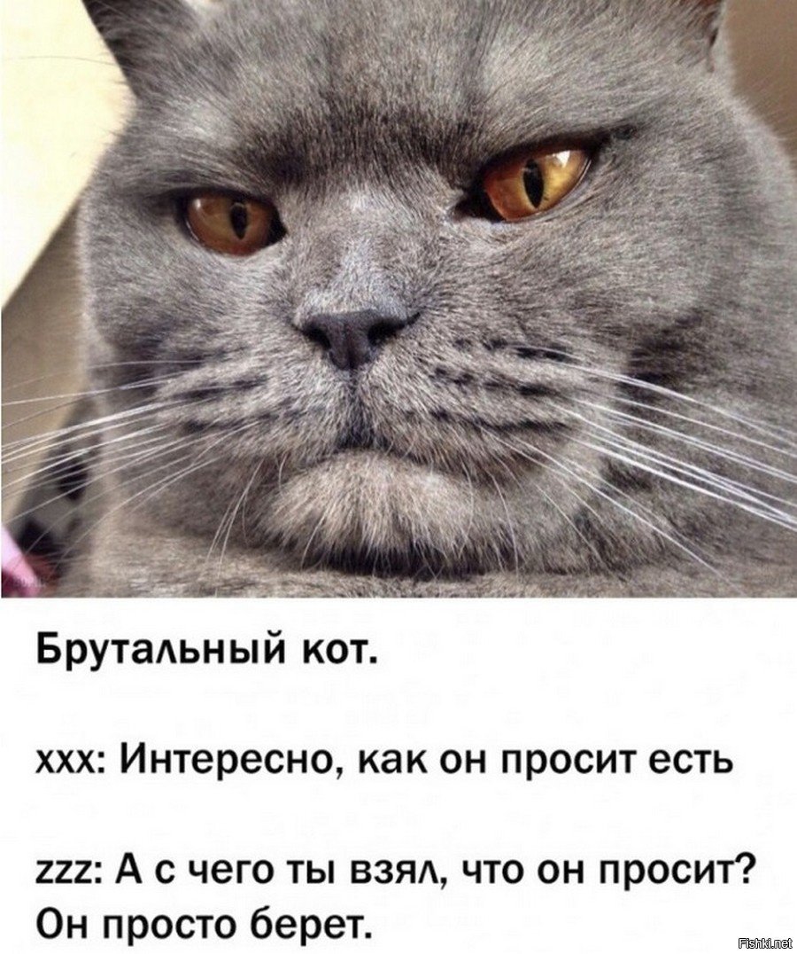 Настроение кот приколы