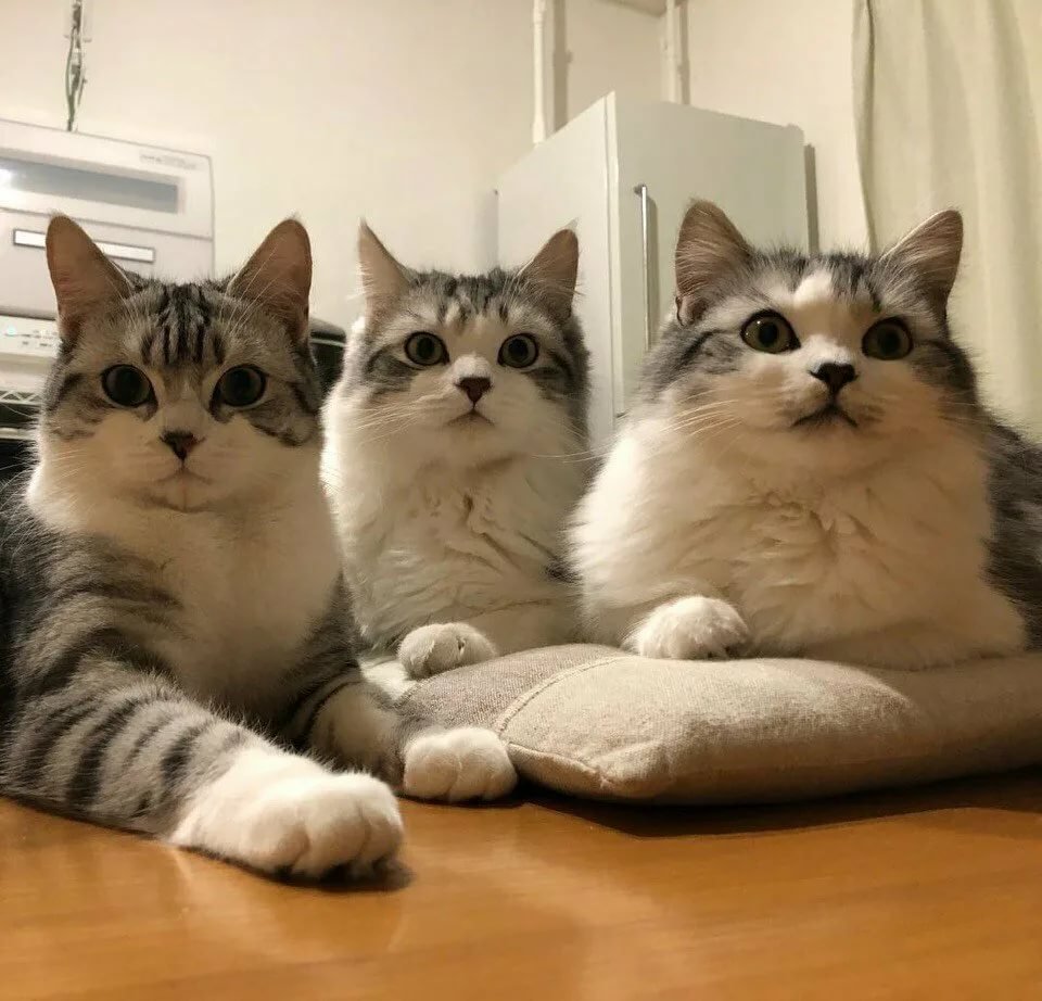 Прогулка с собакой юмор