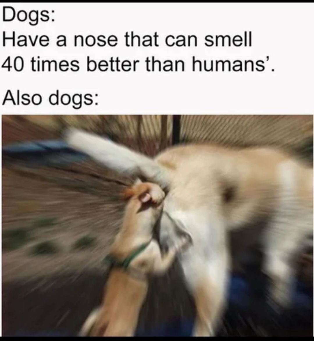 Толстый рыжий кот юмор