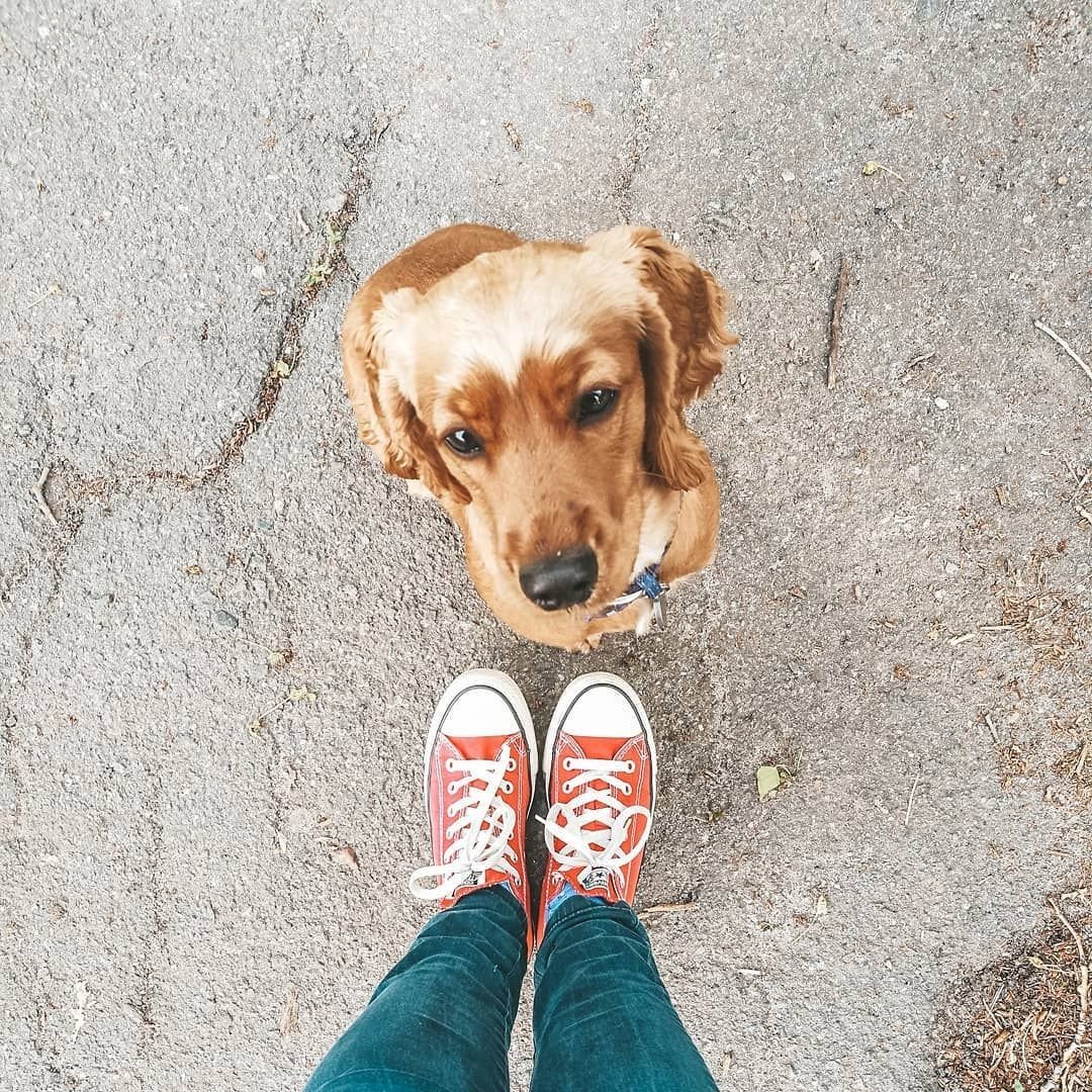 Идеи фотографий с собакой