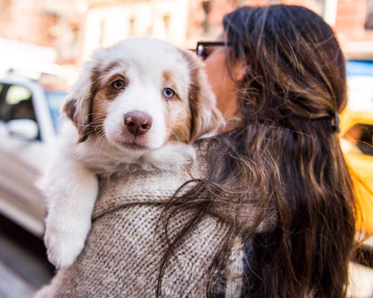 Красивые собаки в инст