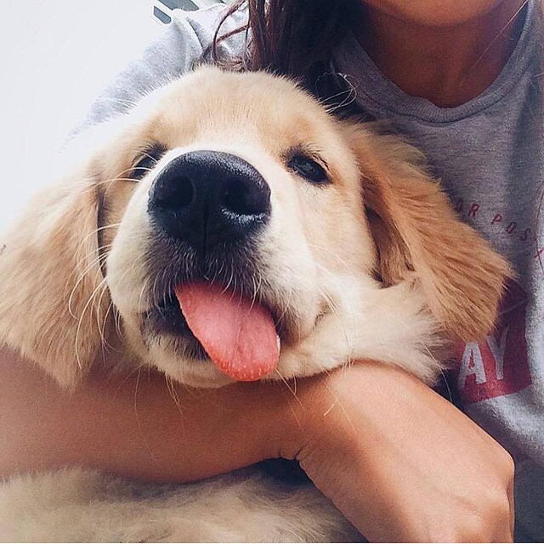 Девушка с ретривером