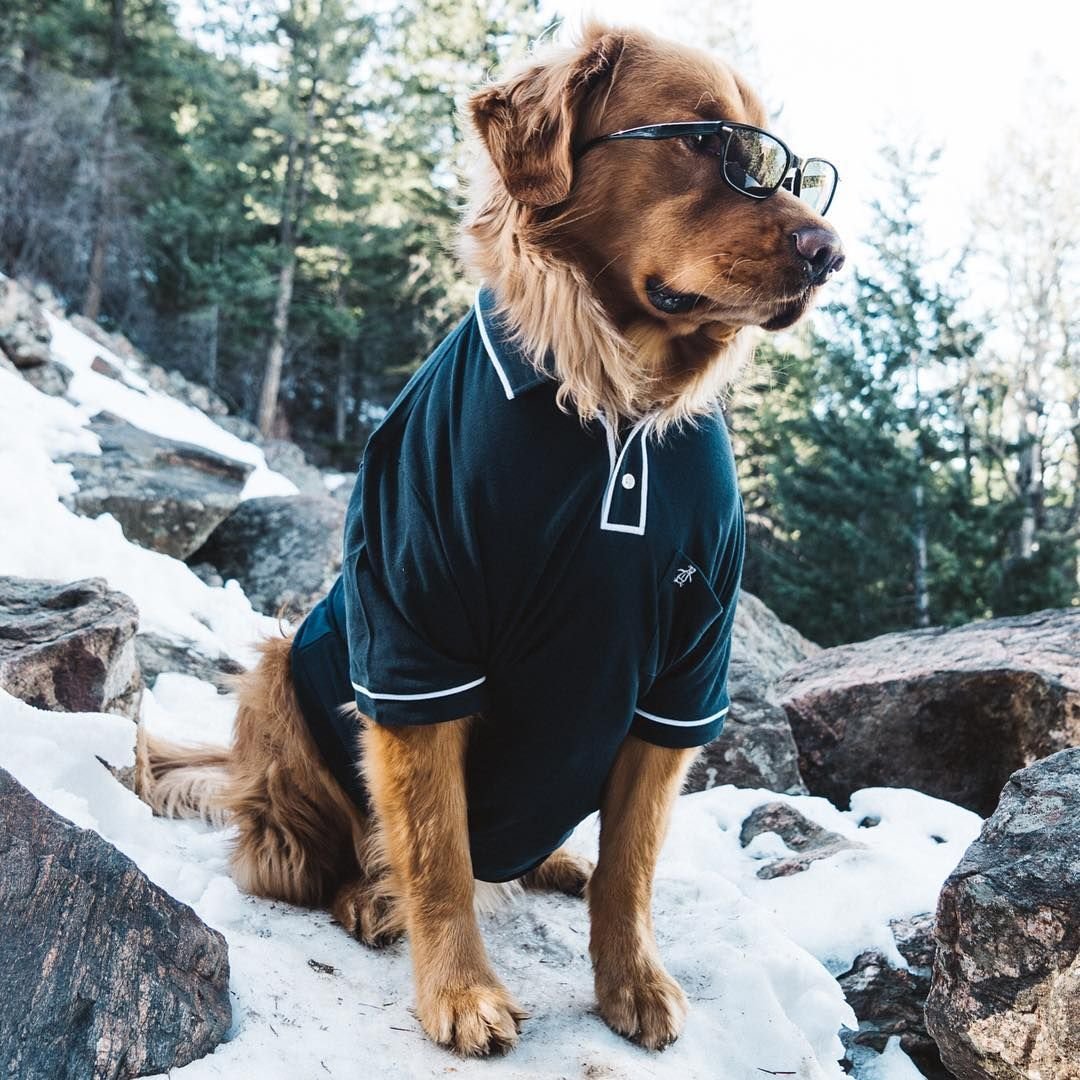 Собака в инстаграме