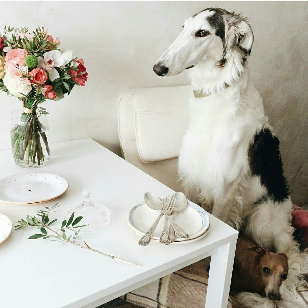 Русская псовая борзая Аристократ