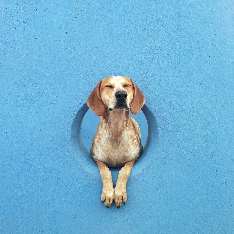 Мэдди собака