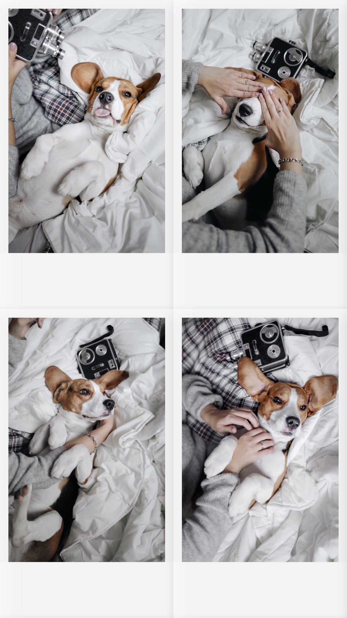 Фотосессия щенков