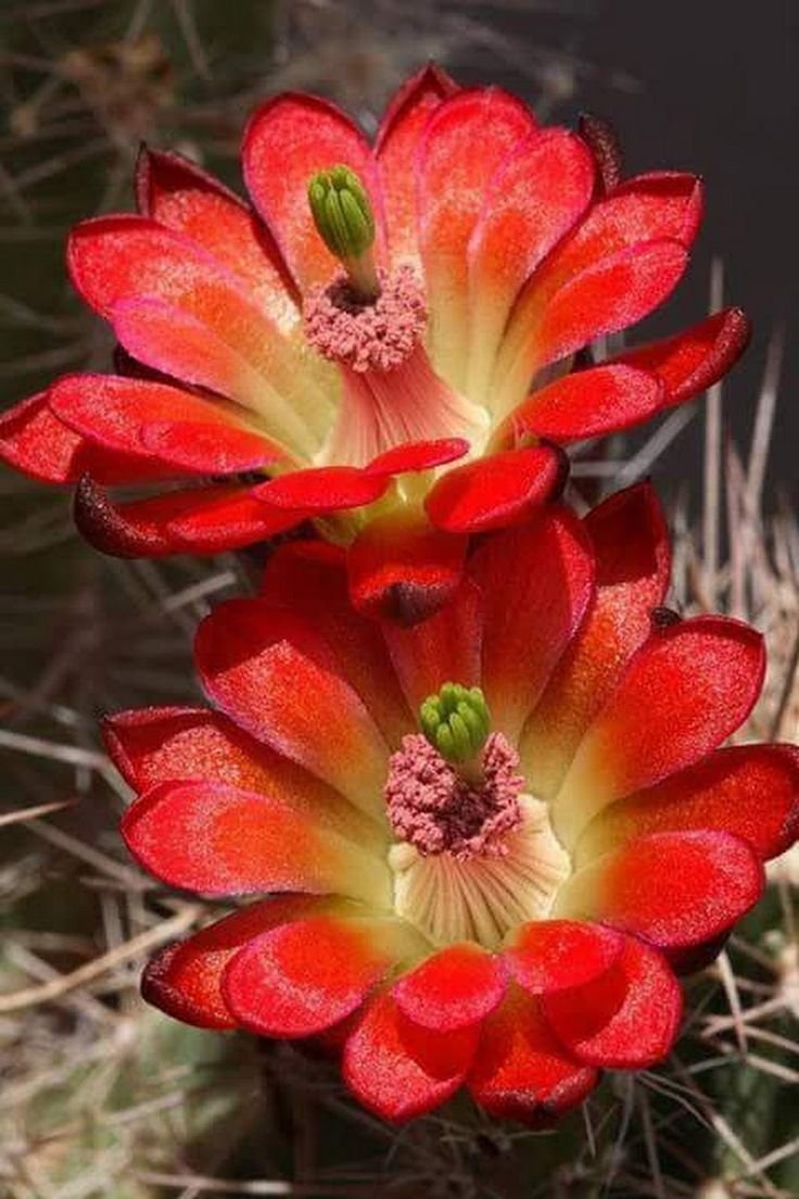 Echinocereus coccineus