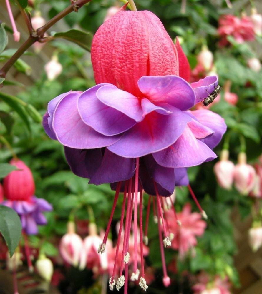 Фуксия сорт Элизабет