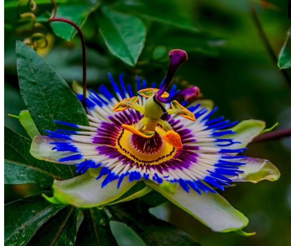 Цветы тропиков