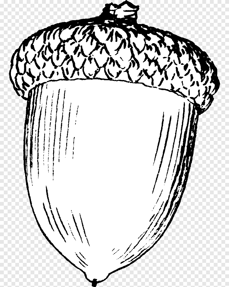 Желудь раскраска