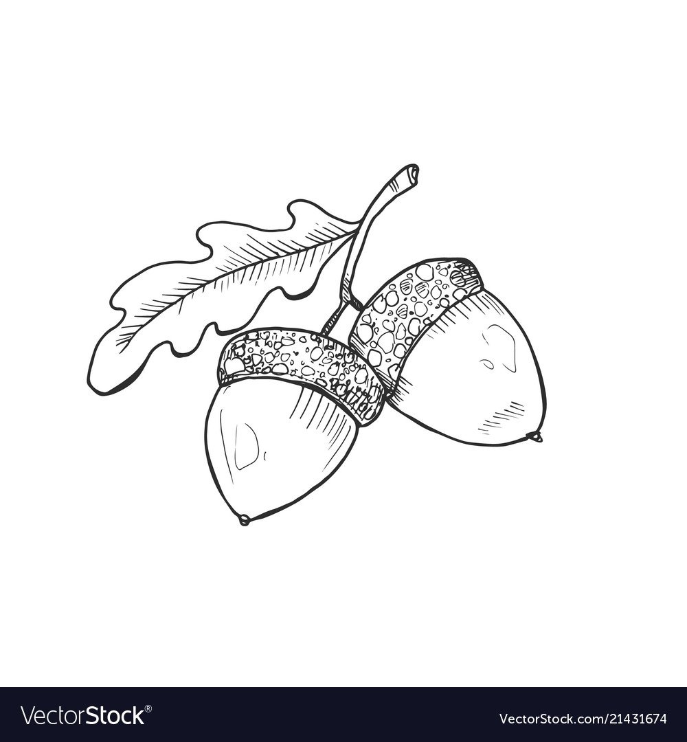 Желудь эскиз