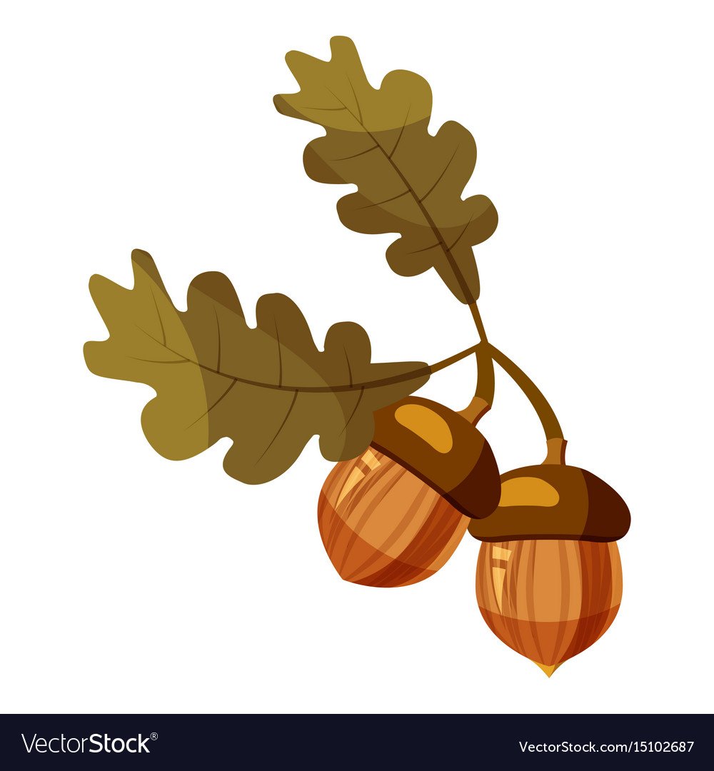 Ветка дуба с желудями вектор
