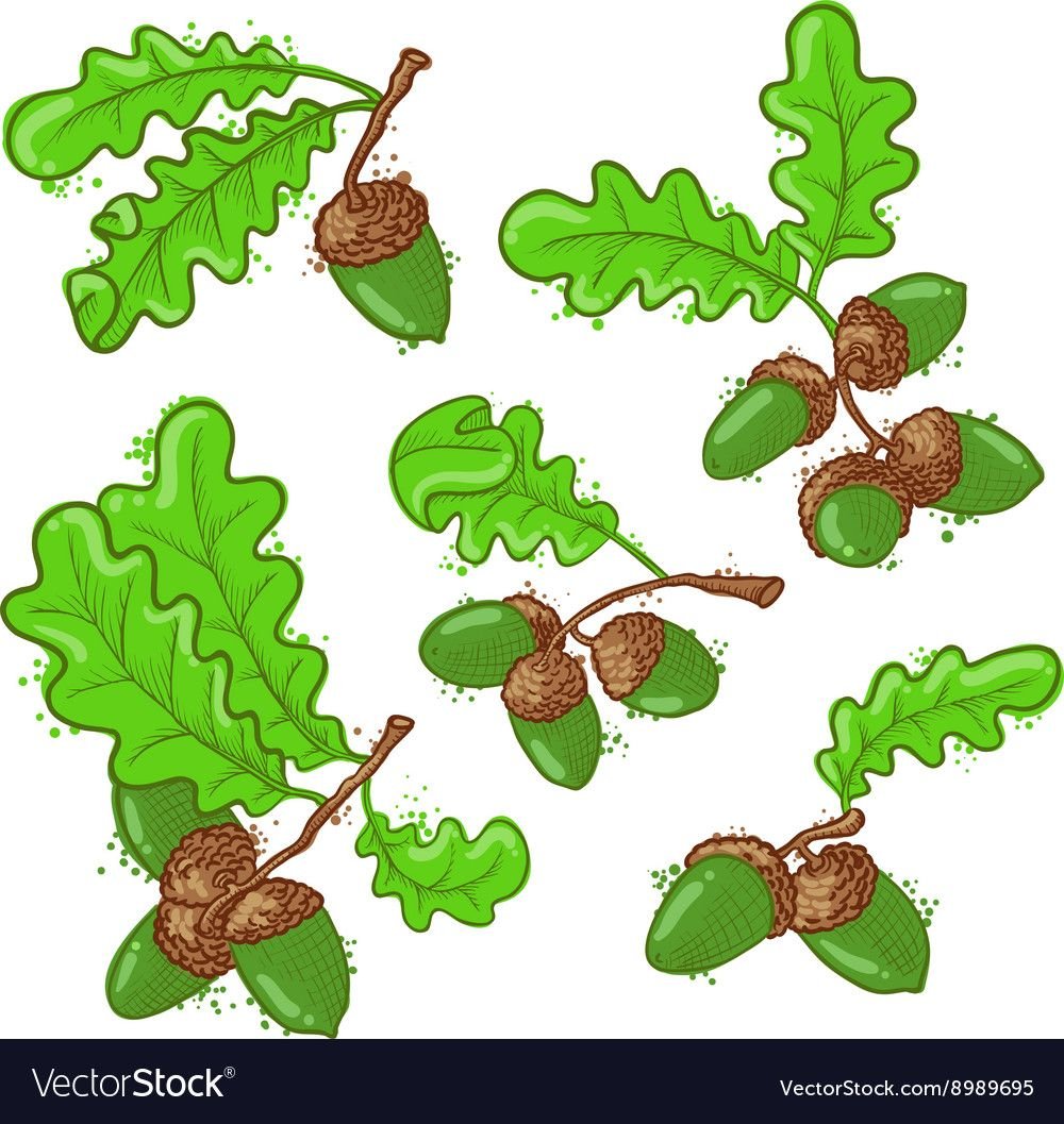 Нарисовать дуб с желудями