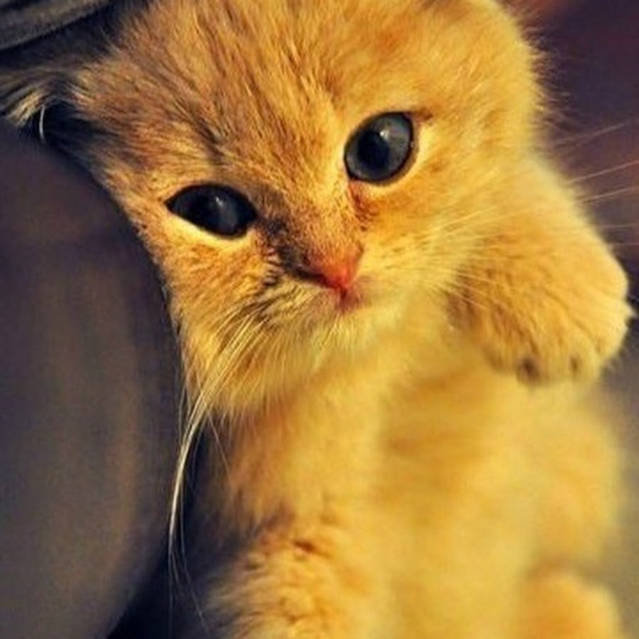 Милый котик прости