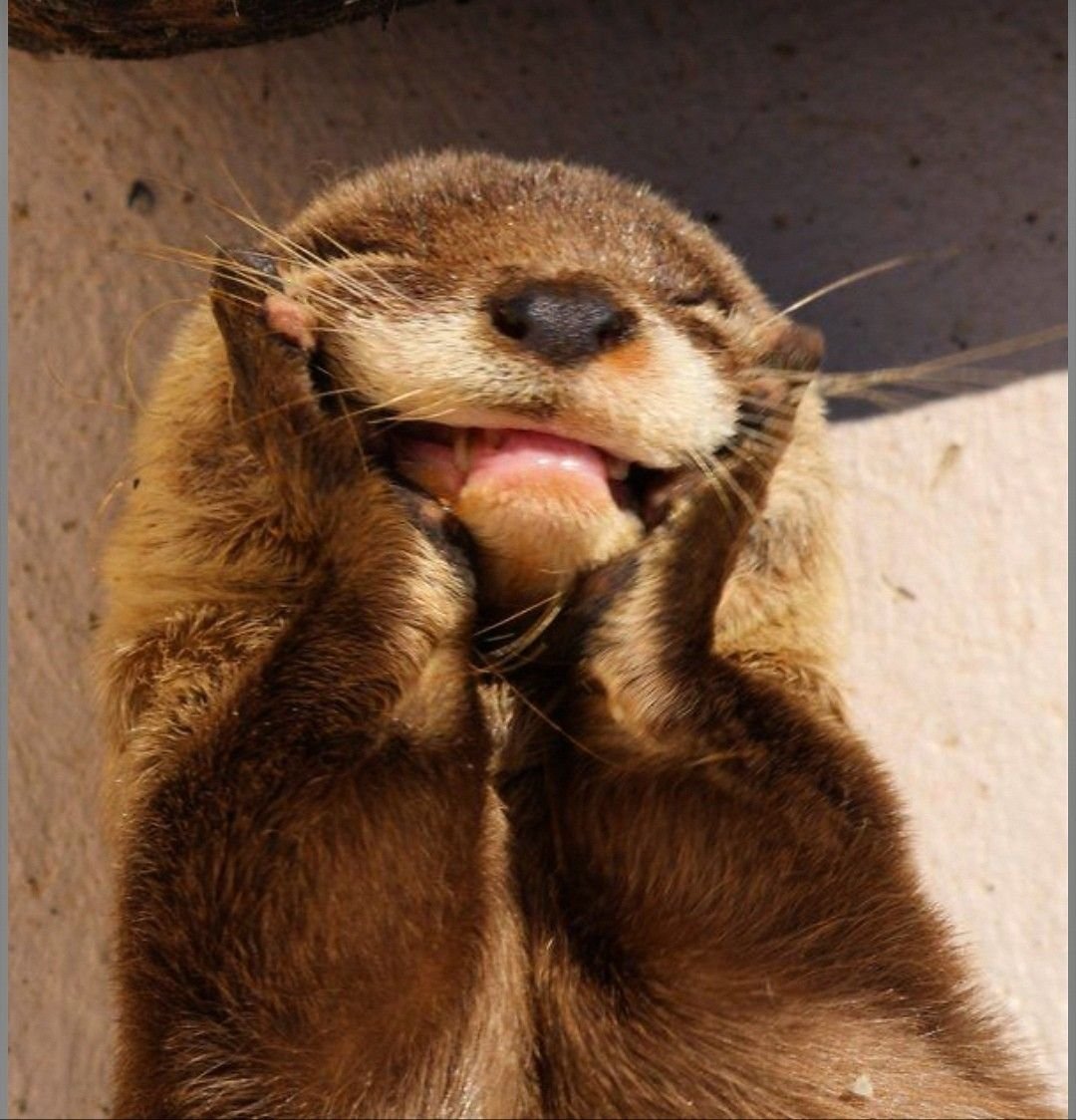 Нора выдры рисунок