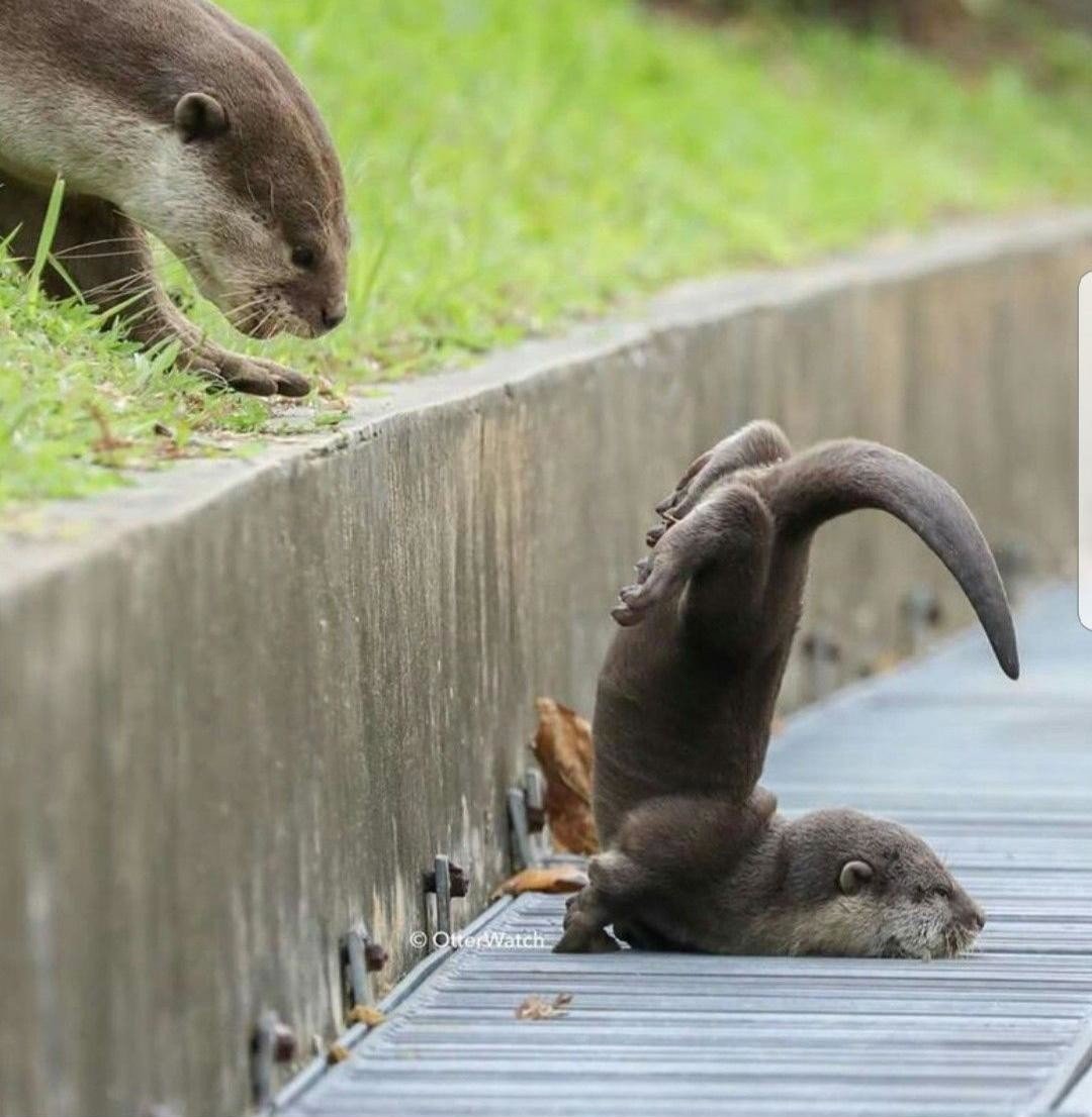 Выдра Речная маленькая