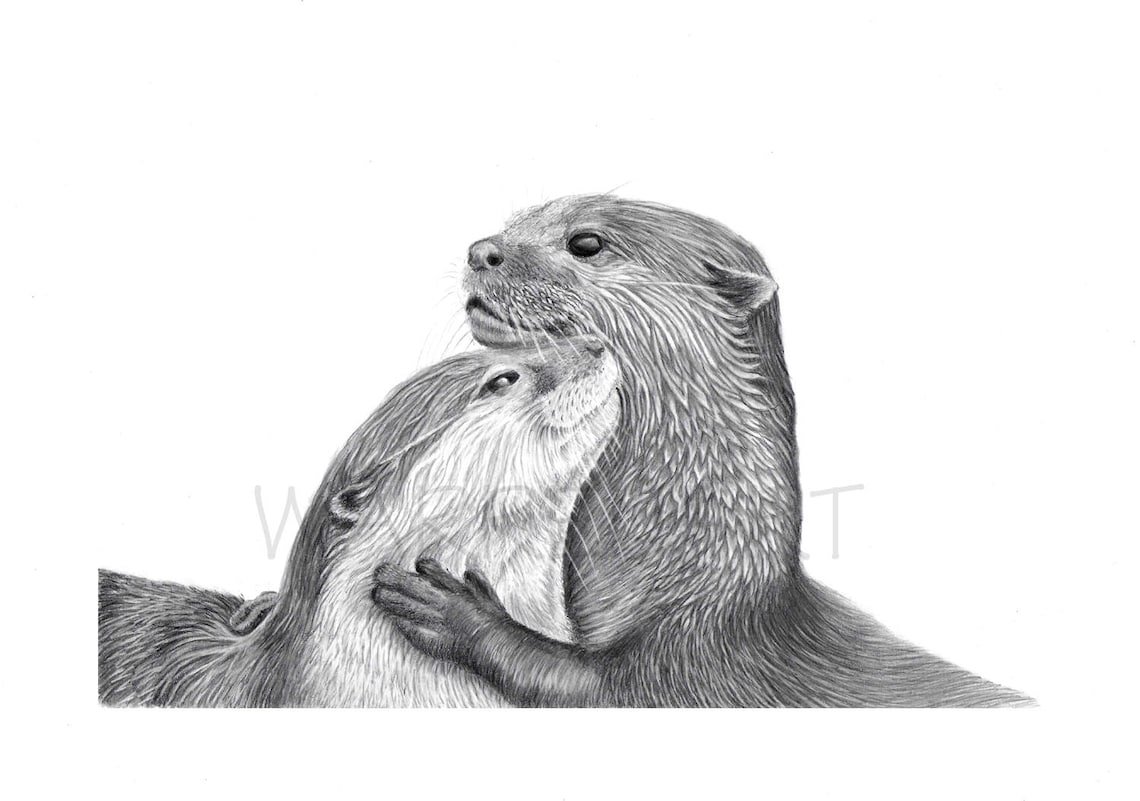 Выдра арт