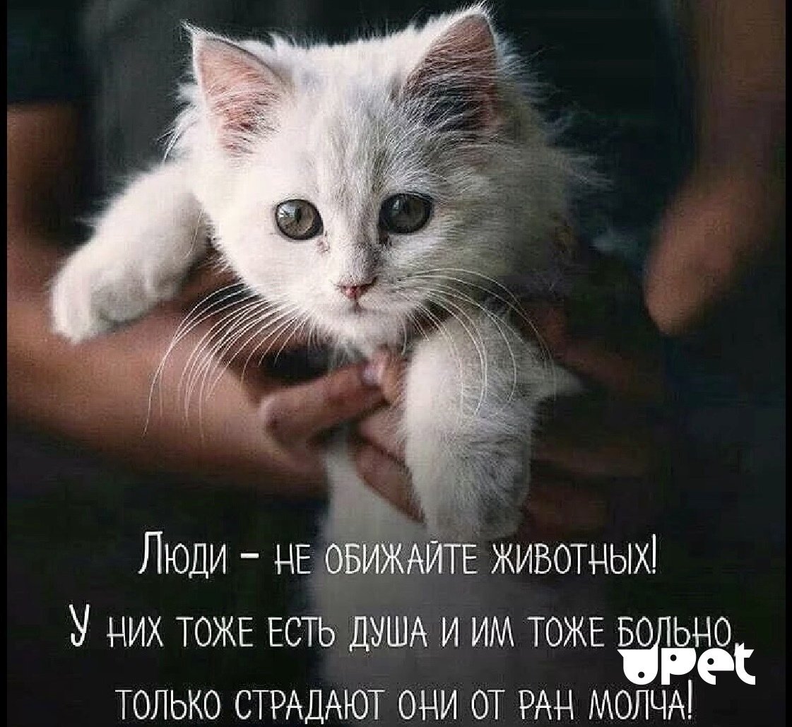 Высказывания о кошках