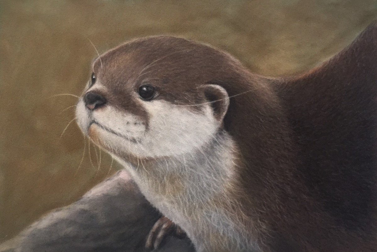 Выдра картинка для детей