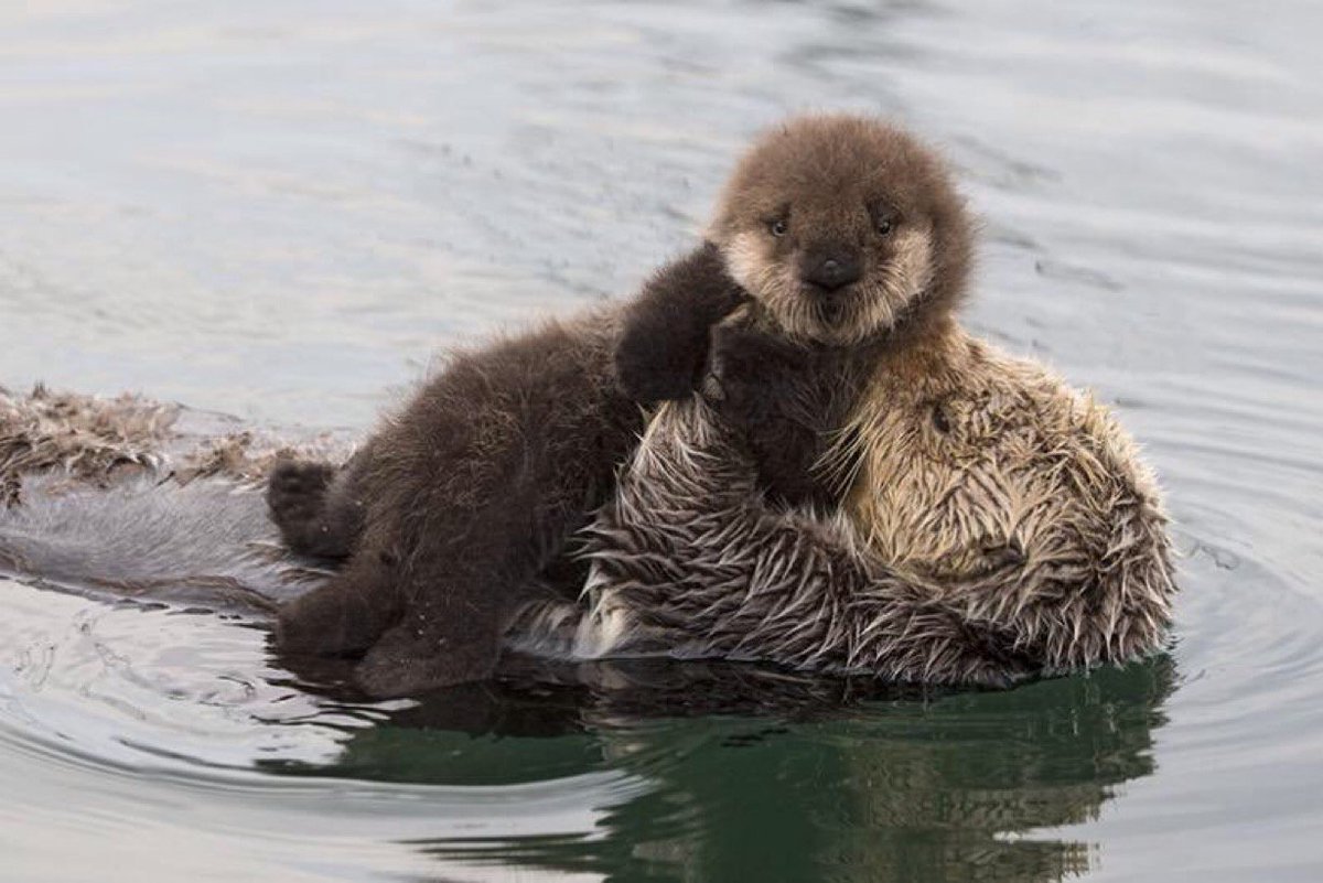Выдра с человеком
