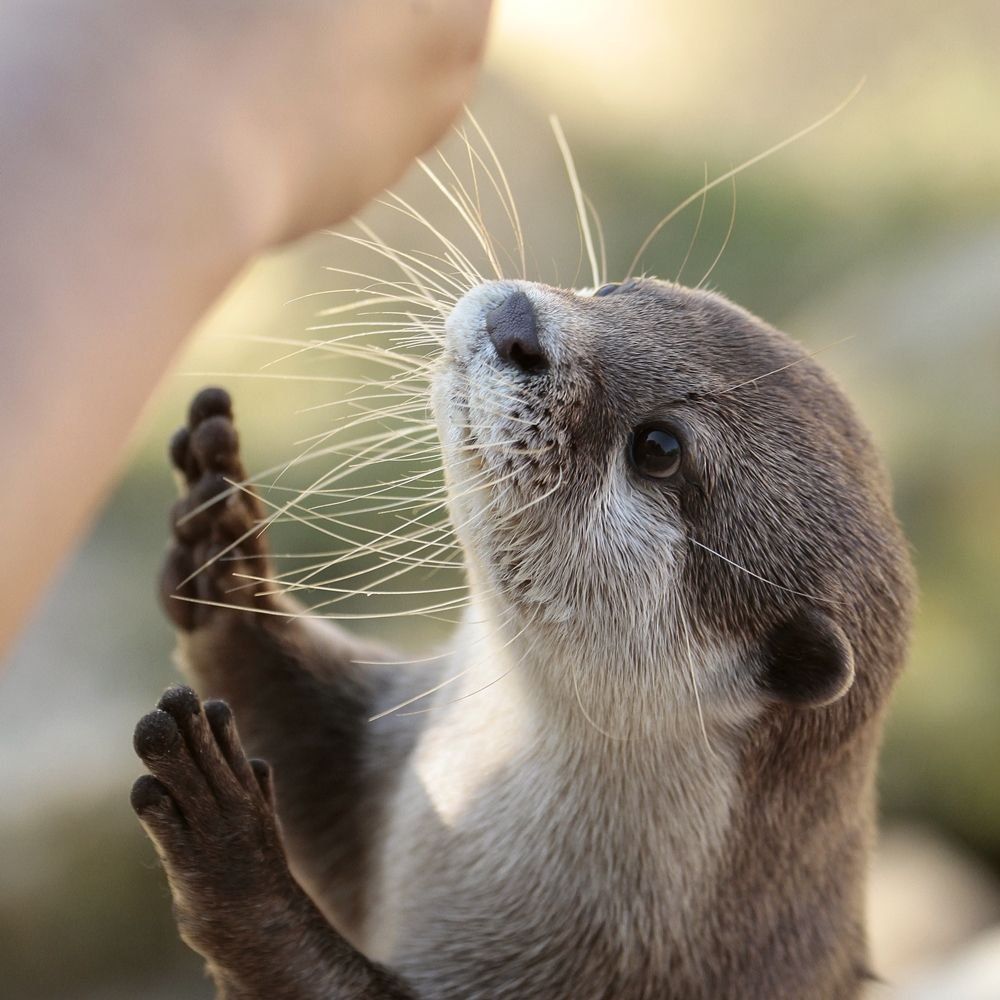 Фигура выдра с малышом