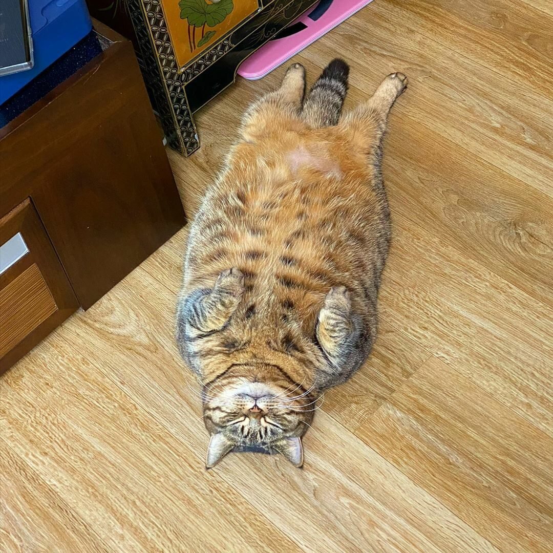 Котик в манго