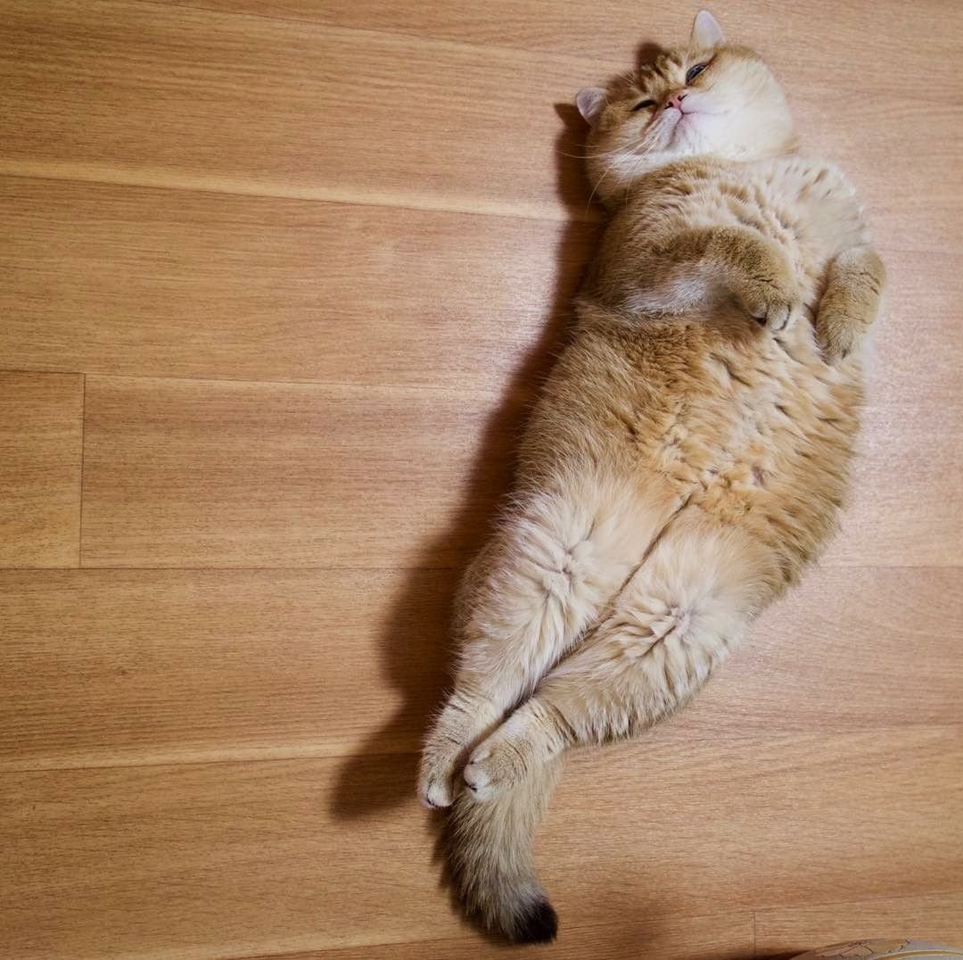 Котик пушистый животик