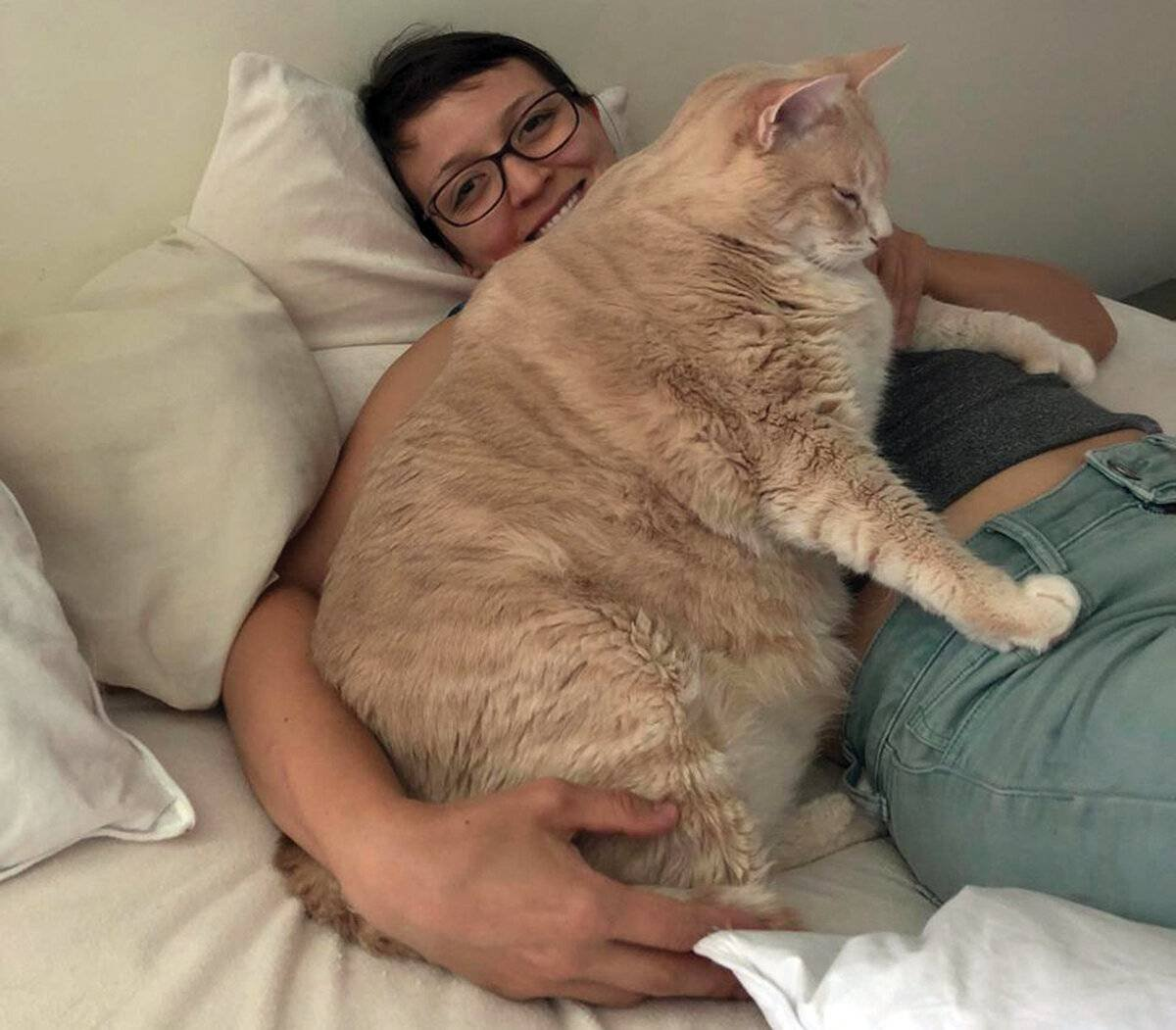 Самый жирный кот