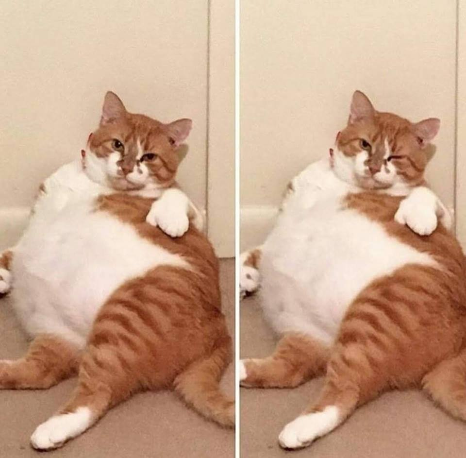 Два жирных кота