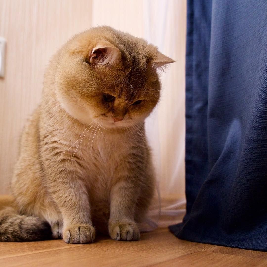 Скоттиш страйт Хосико котенок