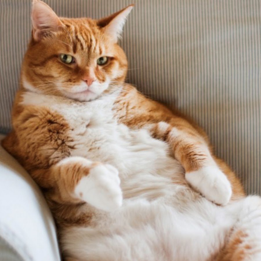 Рыже белый кот толстый