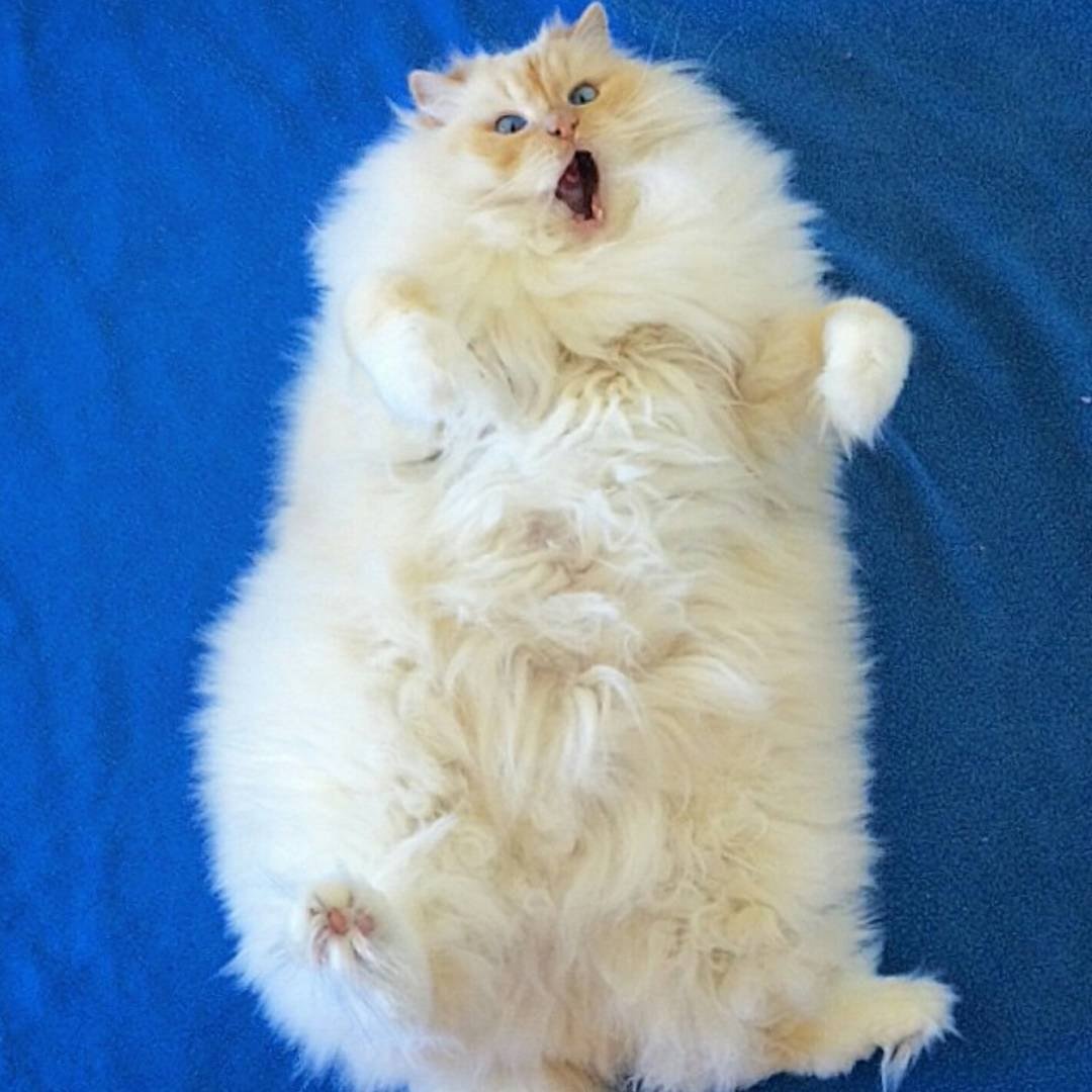 Очень пушистая кошка