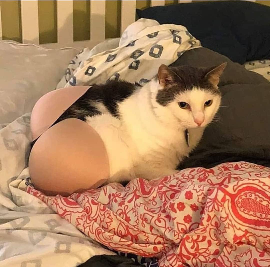 Попка кошки