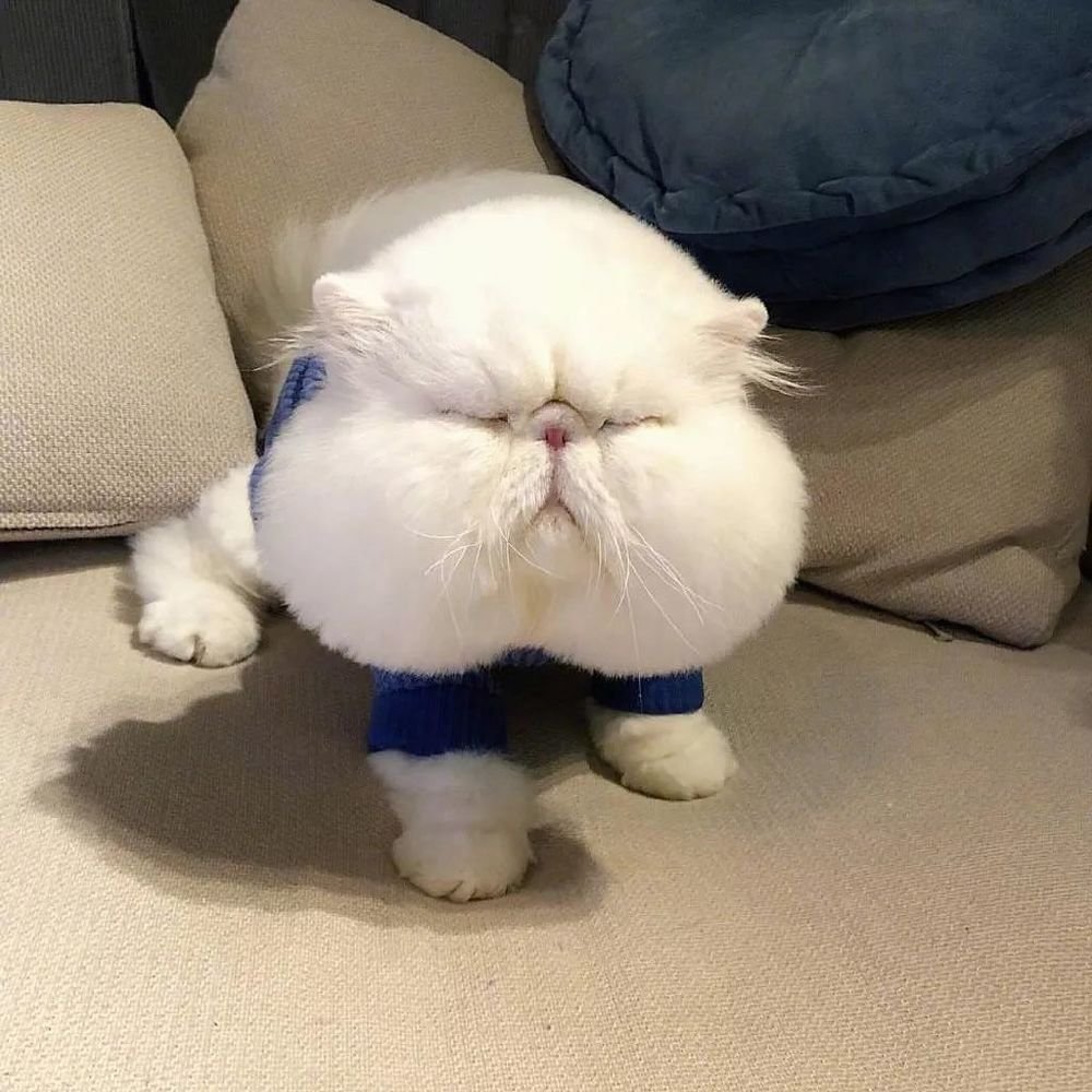 Щекастые коты