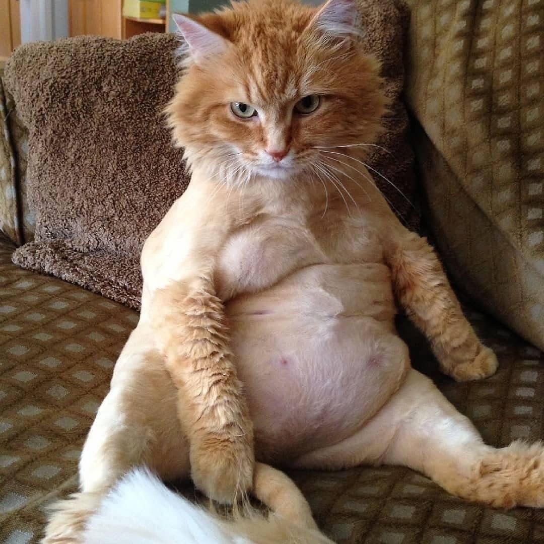 Смешной кот