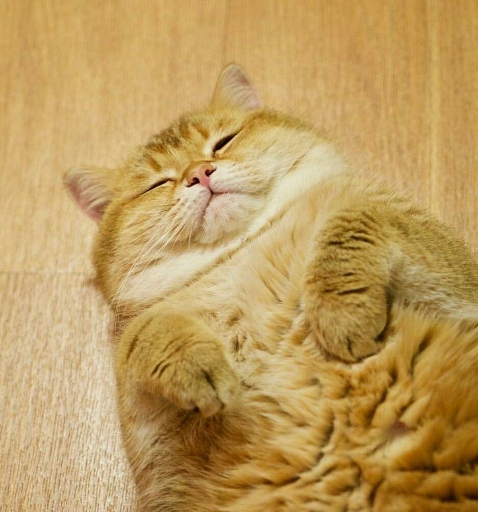 Милый толстый рыжий кот