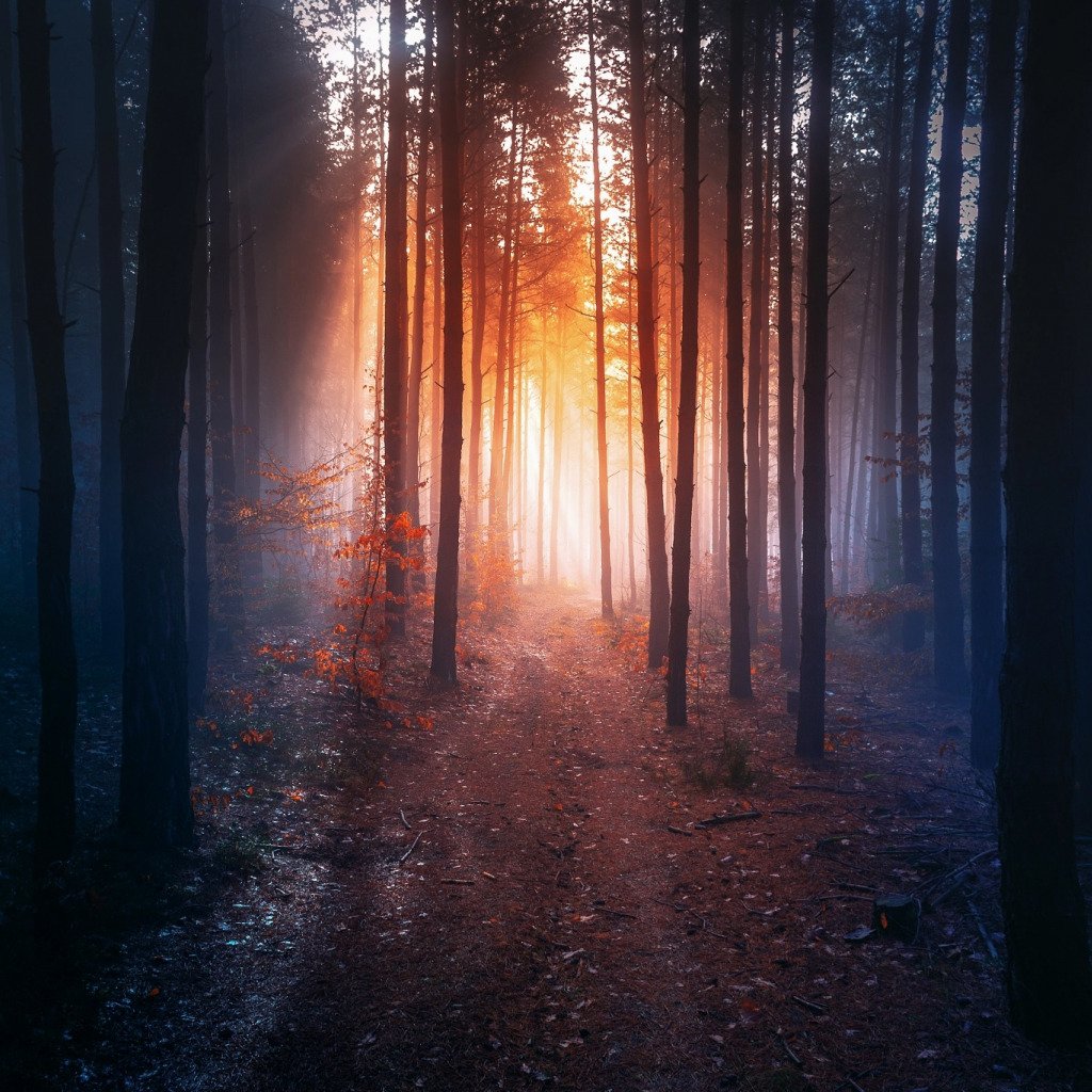 Лес вечером