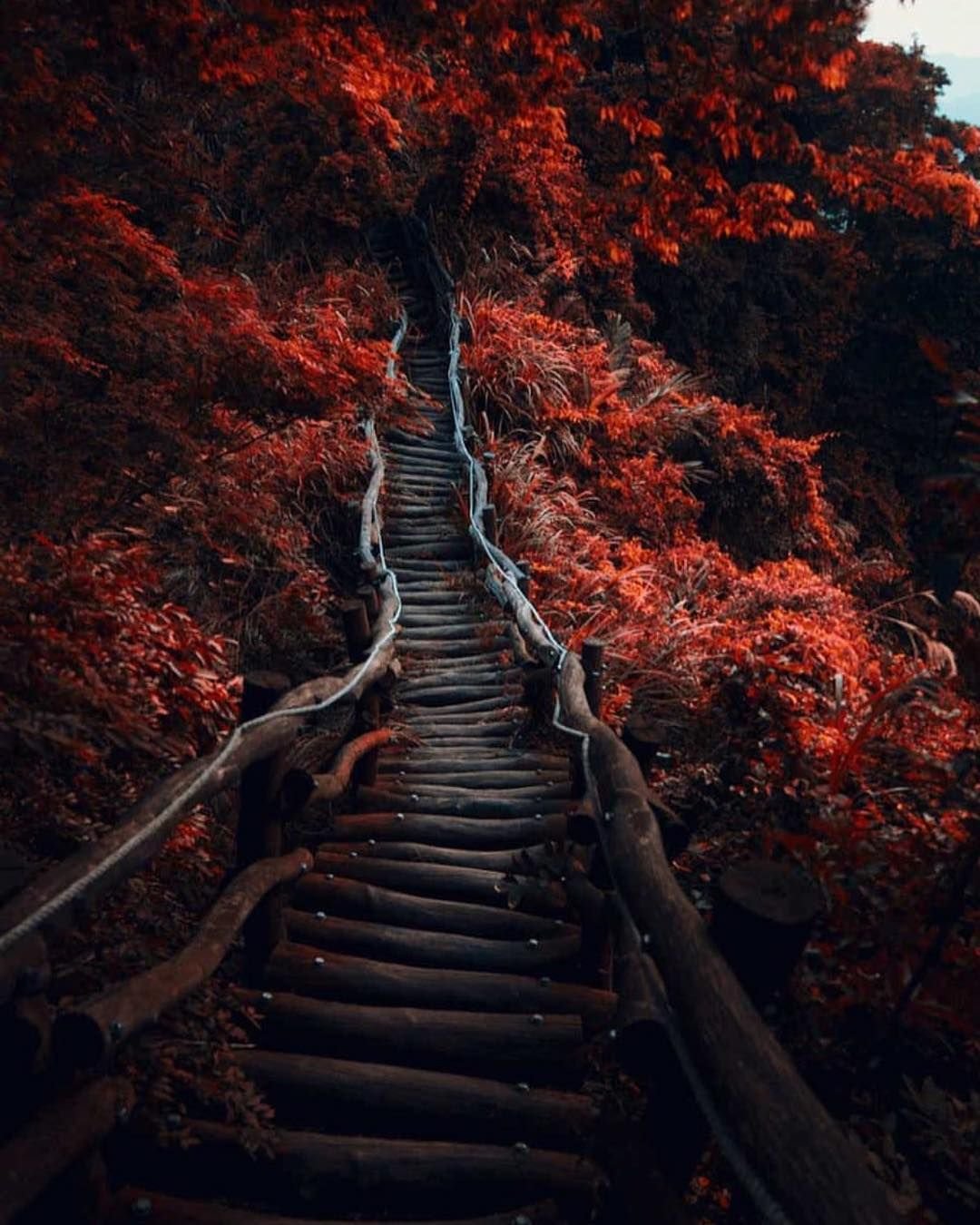 Capilano Suspension Bridge Park