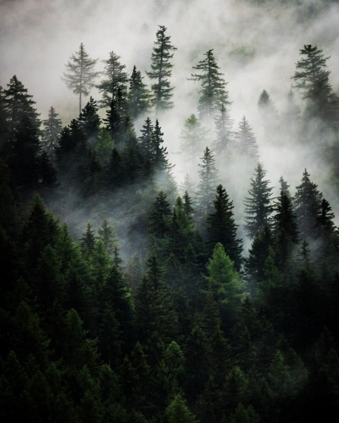 Мрачный еловый лес