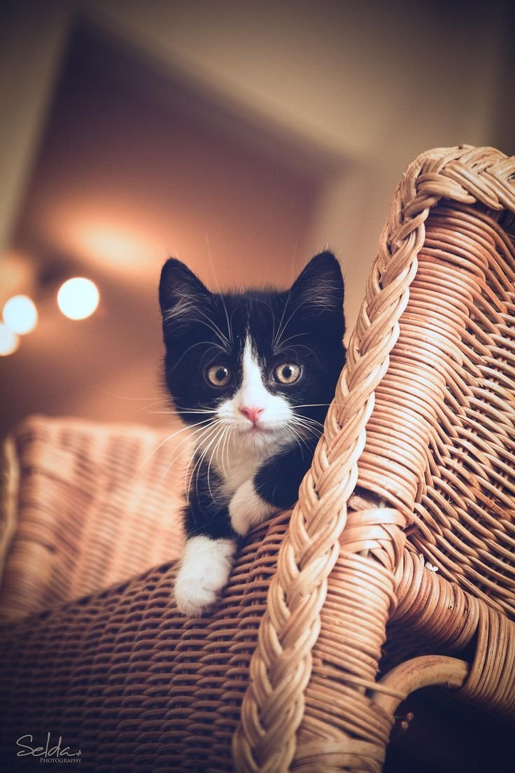 Уютные коты