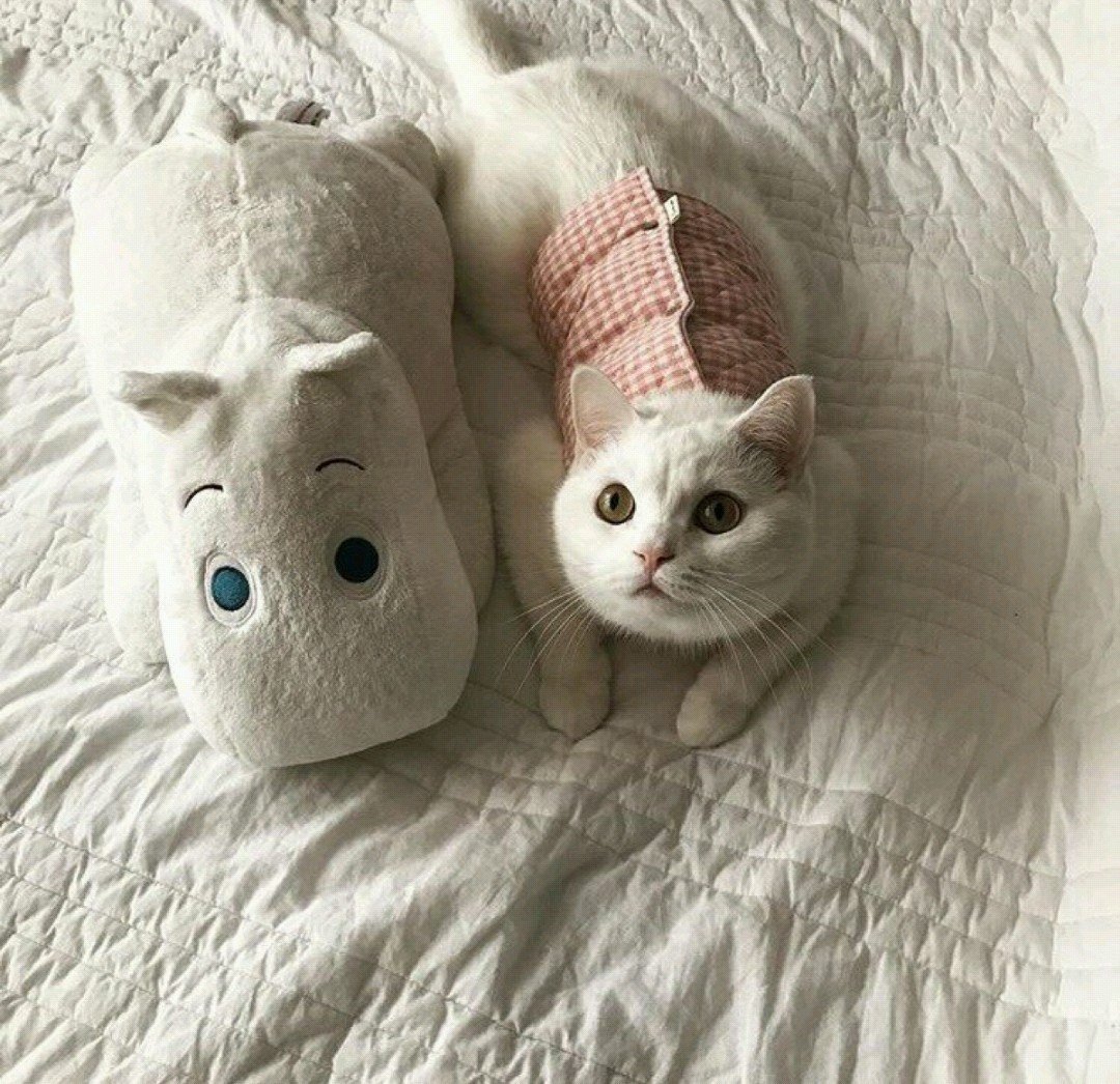 Фотосессия с котом