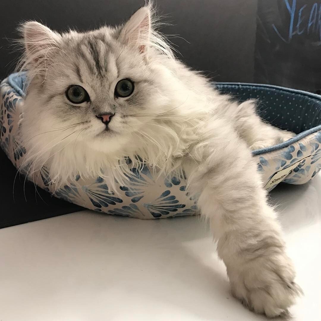 Милые котики Эстетика