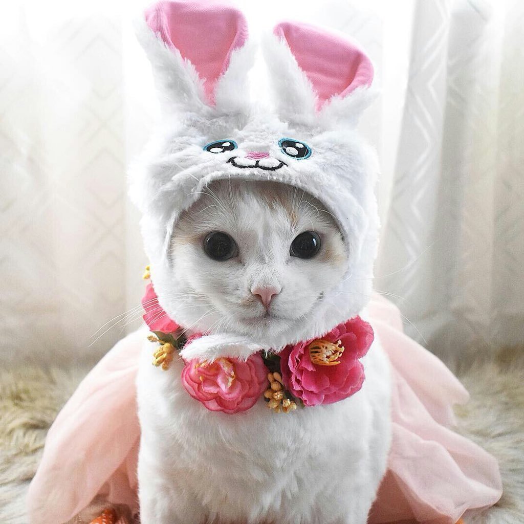 Котик с бантиком